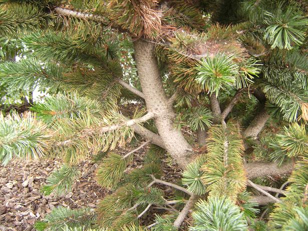 Bristlecone Trunk